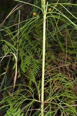 Thelesperma flavodiscum