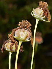 Thelesperma flavodiscum