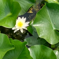 Nymphaea odorata