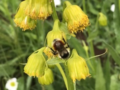Bombus sylvicola