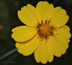 Thelesperma flavodiscum