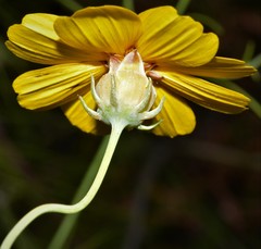 Thelesperma flavodiscum