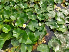 Nymphaea odorata