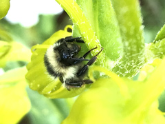 Bombus sylvicola