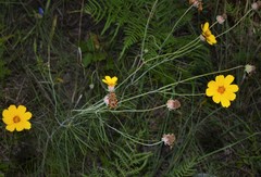 Thelesperma flavodiscum