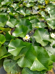 Nymphaea odorata