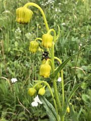 Bombus sylvicola