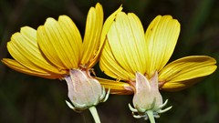 Thelesperma flavodiscum