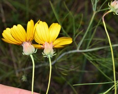 Thelesperma flavodiscum