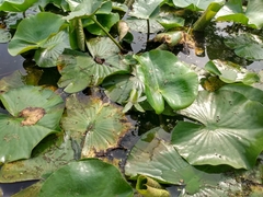 Nymphaea odorata