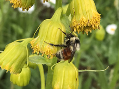 Bombus sylvicola