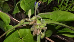 Tradescantia reverchonii