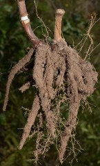 Tradescantia reverchonii