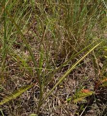 Tradescantia reverchonii
