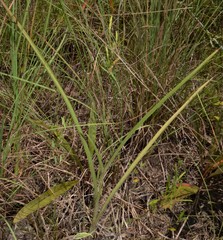 Tradescantia reverchonii