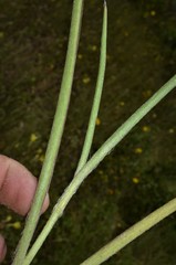 Tradescantia reverchonii