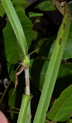 Tradescantia reverchonii