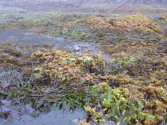 Leathesia marina