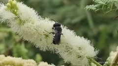 Megachile cephalotes