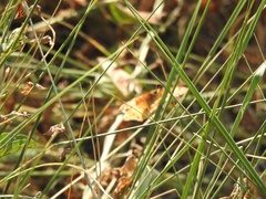 Euptoieta claudia