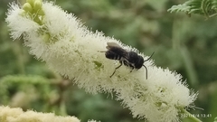 Megachile cephalotes