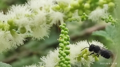 Megachile cephalotes
