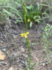 Linum neomexicanum