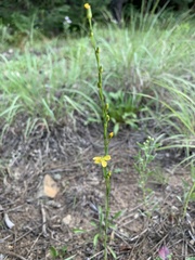 Linum neomexicanum
