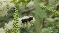 Megachile cephalotes