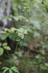 Delphinium crassifolium