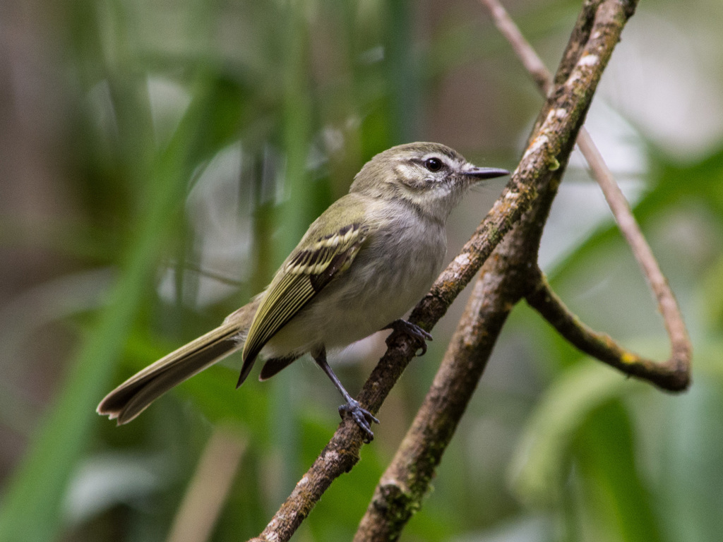 Alagoas Tyrannulet (Phylloscartes ceciliae) photo