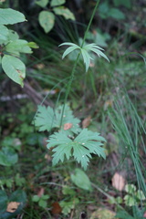 Delphinium crassifolium