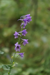 Delphinium crassifolium