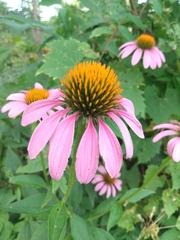 Echinacea purpurea