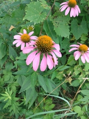 Echinacea purpurea