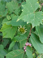 Echinacea purpurea