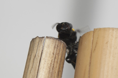 Amphylaeus obscuriceps