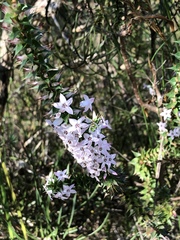 Epacris purpurascens
