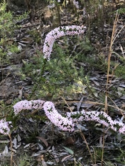Epacris purpurascens
