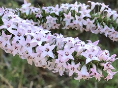 Epacris purpurascens