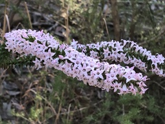 Epacris purpurascens