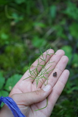 Ostericum tenuifolium