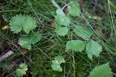 Ostericum tenuifolium