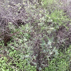 Pimelea microcephala microcephala