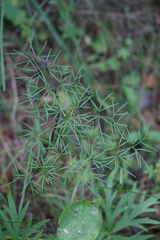 Ostericum tenuifolium