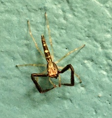 Itata