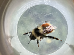 Bombus bifarius