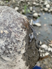 Novisuccinea ovalis