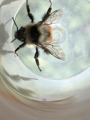 Bombus bifarius