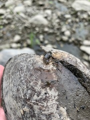 Novisuccinea ovalis